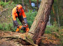 Trusted Sparta, IL Tree Removal and Landscaping Services Experts